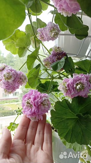 Пеларгония Каролина