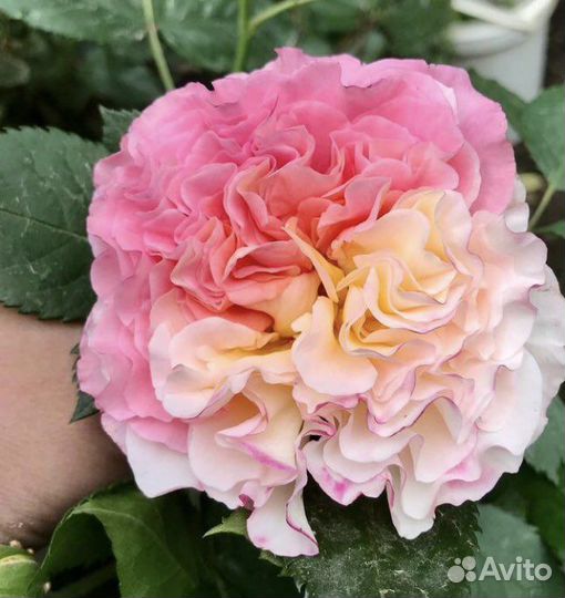 Розы элитные саженцы закрытая корневая