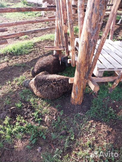 Овцы бараны