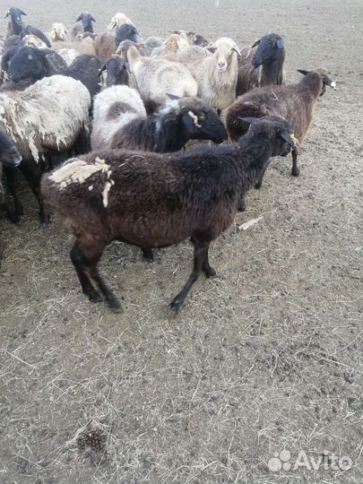 Овцы бараны