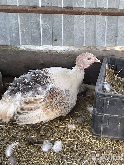 Инкубационное яйцо индейки домашней