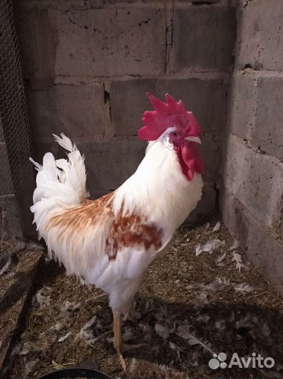 Петухи