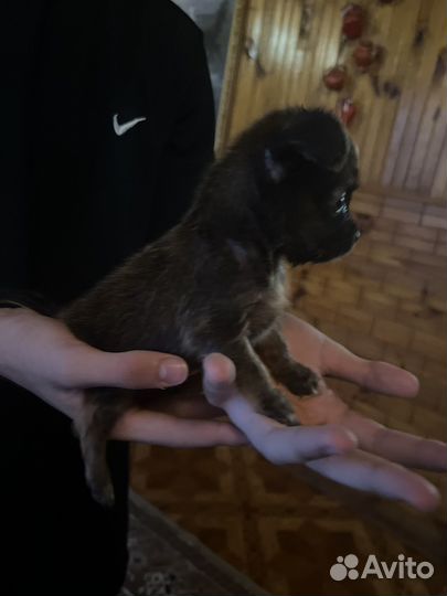 Собака в добрые руки девочка