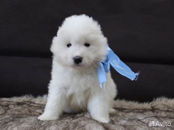 Щенки самоеда