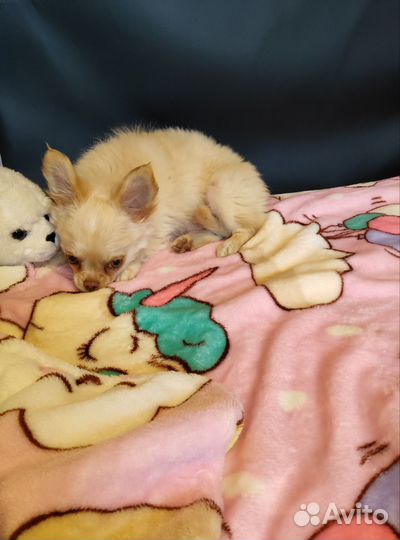 Чихуахуа девочка