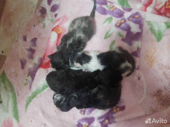 Котята от мейн-куна