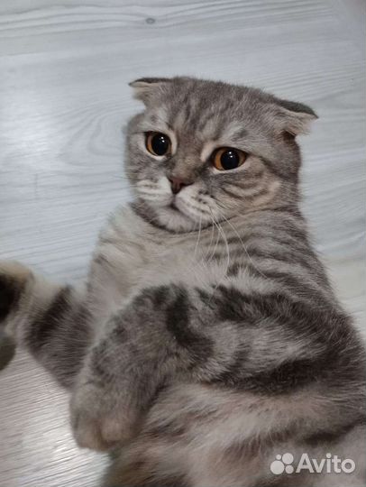 Шотландская