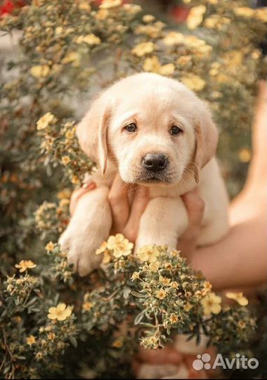 Щенки лабрадора