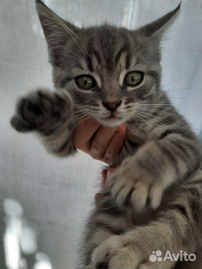 Кошка в дар бесплатно