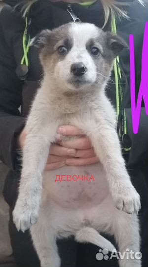 Щенки мальчик и 2 девочки