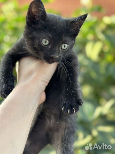 Котята