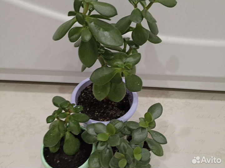 Крассула толстянка