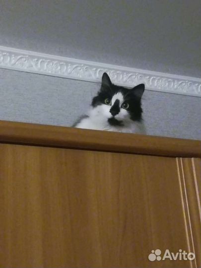 Кошка Мила 1 год стерилизована