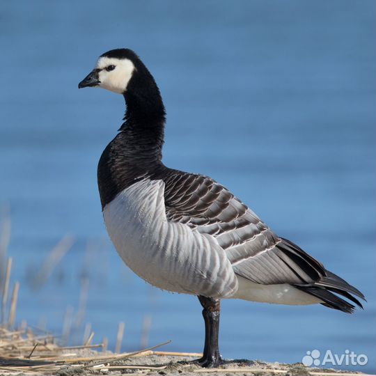Гусь свежий в пере