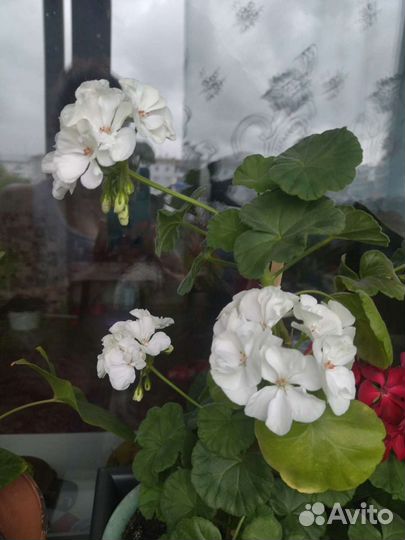 Пеларгония герань