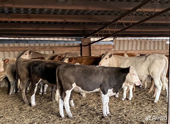 Продаются бычки