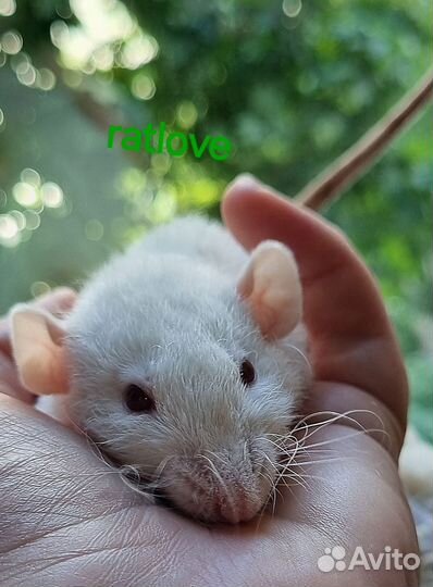 Крысята от ratlove,снежинка кудряшка