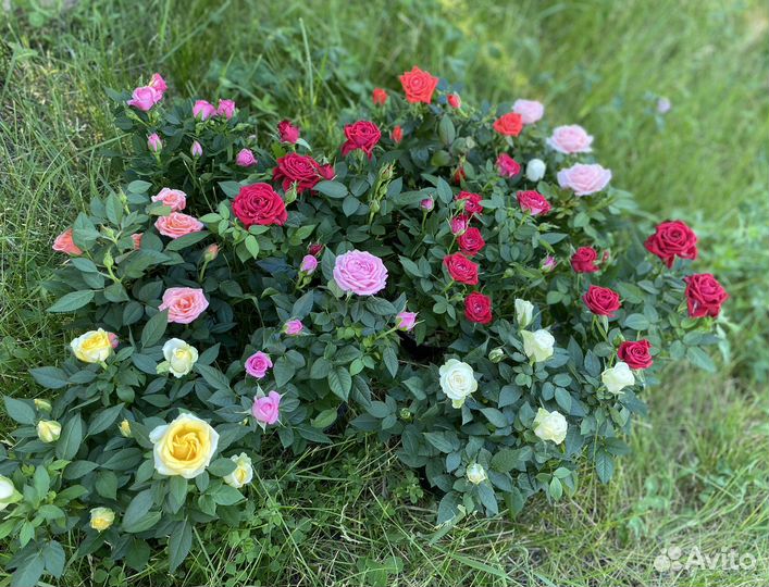 Роза Кордана