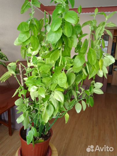 Педилантус