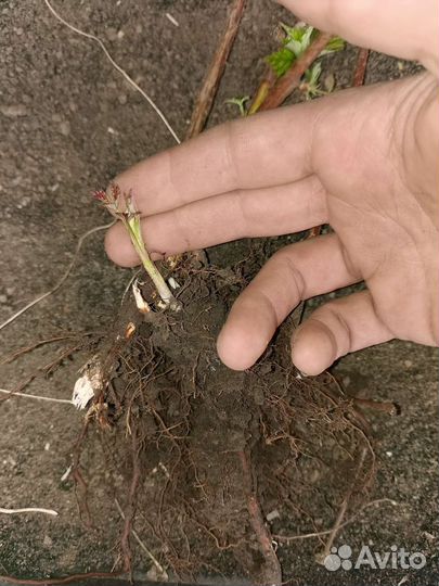 Рассада малины Полька