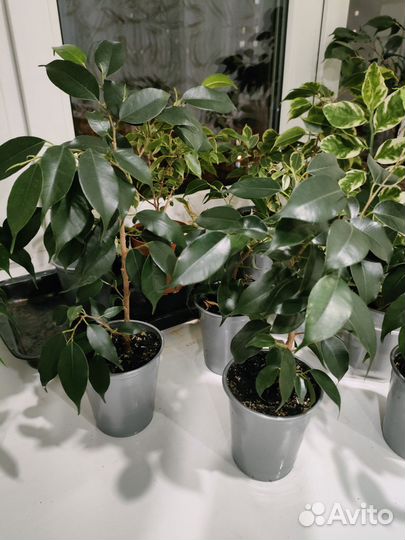 Фикус бенджамина