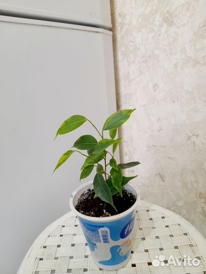 Фикусы бенджамина