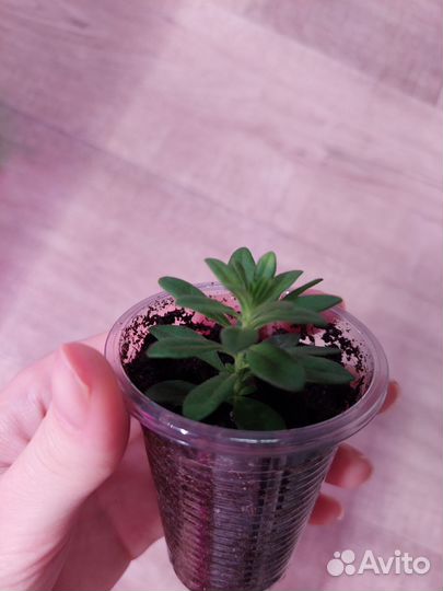 Калибрахоа