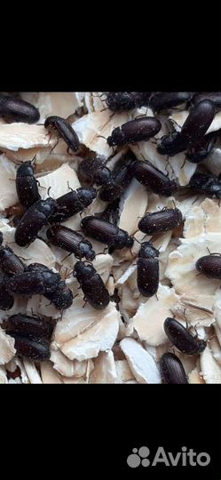 Муравьи-жнецы(Messor Barbarus) Корм