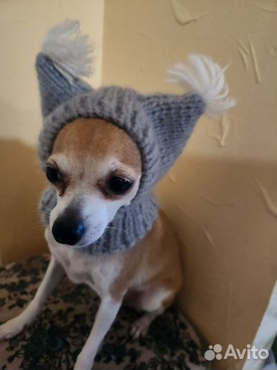 Шапочки для собак