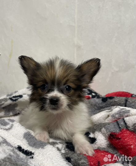 Папийон щенок мальчик