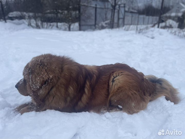 Собачья шерсть