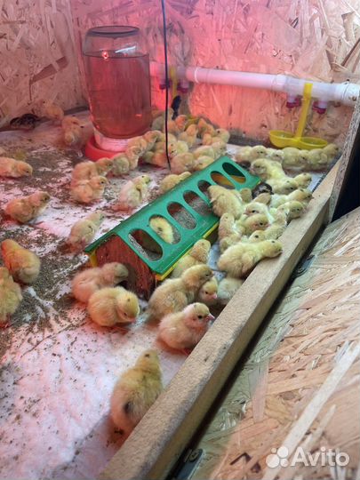 Суточные перепела