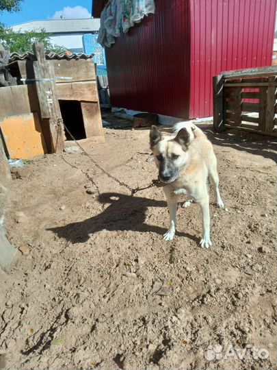 Собака в добрые руки отдам бесплатно