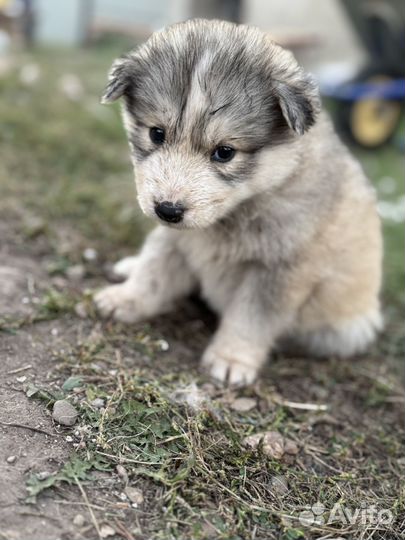 Щенки хаски