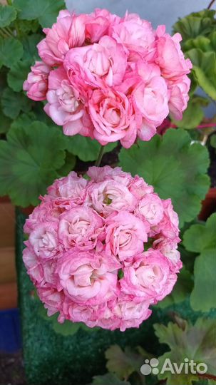 Герань пеларгония