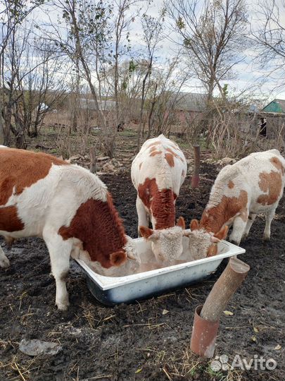 Молодняк крс