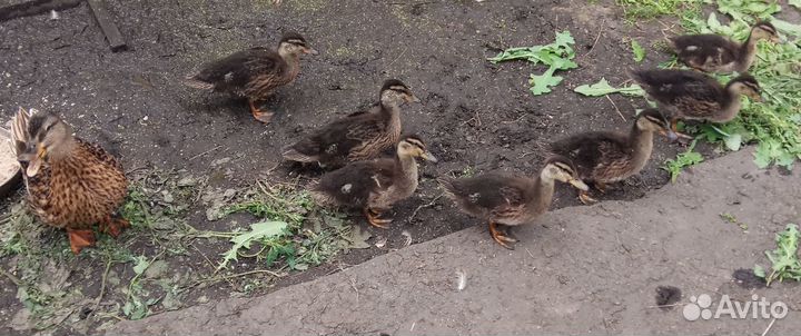 Утка подсадная для охоты