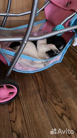 Щенок девочка,в добрые руки