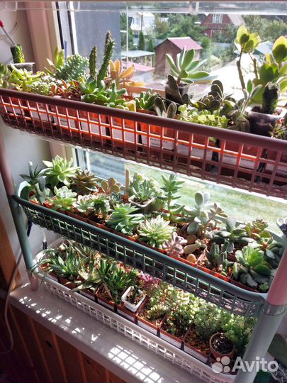 Суккуленты-2