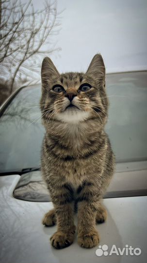 Котенок. Девочка. 3 месяца