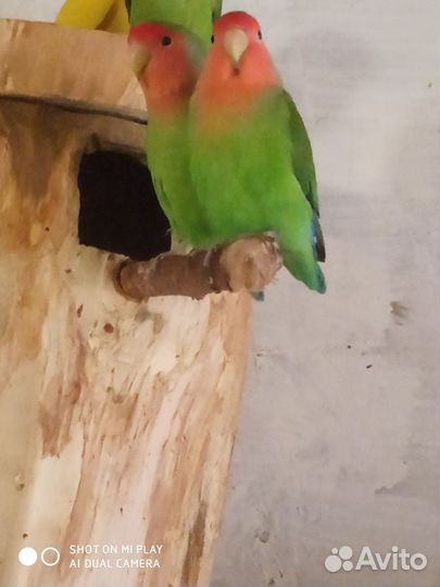 Пара неразлучники