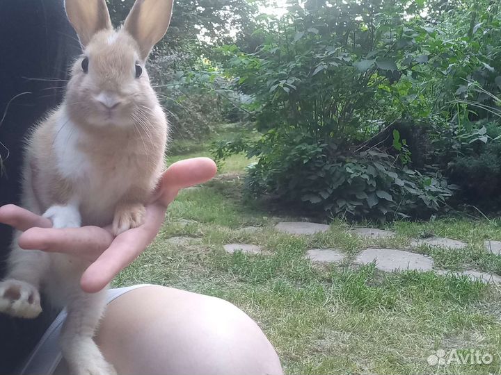 Декоративный кролик