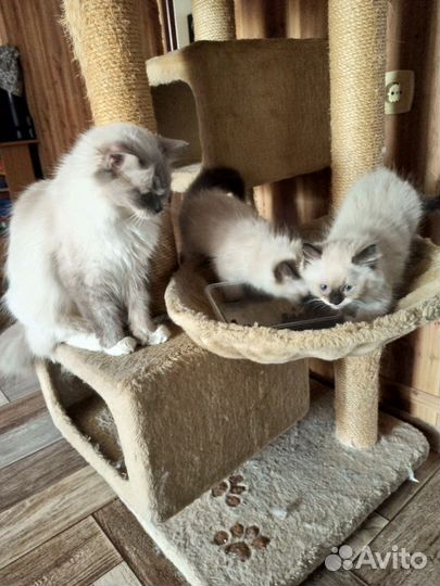 Котята породы регдолл