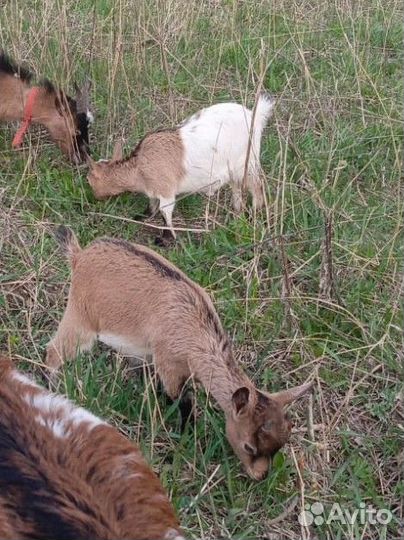 Камерунские козы