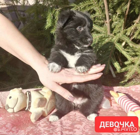 Щенки от маленькой собачки