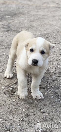 Щенки алабая, остались девочки