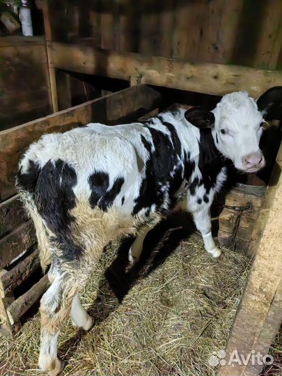 Теленок бычок 1.5 месяца