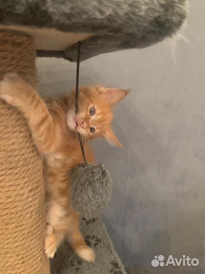 Котята мейн-кун