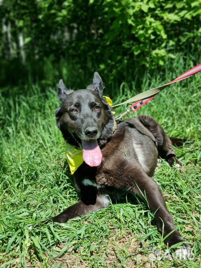 Овчарка из приюта