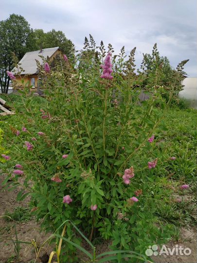 Снежноягодник Спирея иволистная рябинолистная